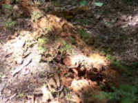 100_1595.jpg
